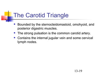 13-19
The Carotid Triangle
 Bounded by the sternocleidomastoid, omohyoid, and
posterior digastric muscles.
 The strong pulsation is the common carotid artery.
 Contains the internal jugular vein and some cervical
lymph nodes.
 