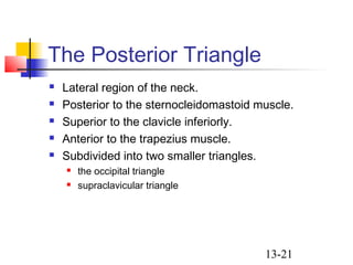 13-21
The Posterior Triangle
 Lateral region of the neck.
 Posterior to the sternocleidomastoid muscle.
 Superior to the clavicle inferiorly.
 Anterior to the trapezius muscle.
 Subdivided into two smaller triangles.
 the occipital triangle
 supraclavicular triangle
 