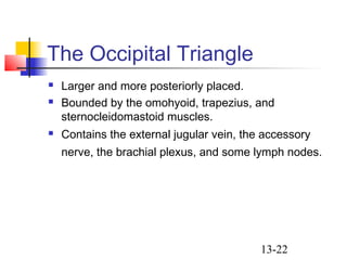 13-22
The Occipital Triangle
 Larger and more posteriorly placed.
 Bounded by the omohyoid, trapezius, and
sternocleidomastoid muscles.
 Contains the external jugular vein, the accessory
nerve, the brachial plexus, and some lymph nodes.
 