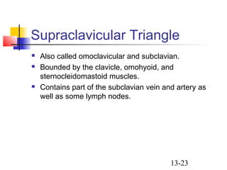 13-23
Supraclavicular Triangle
 Also called omoclavicular and subclavian.
 Bounded by the clavicle, omohyoid, and
sternocleidomastoid muscles.
 Contains part of the subclavian vein and artery as
well as some lymph nodes.
 