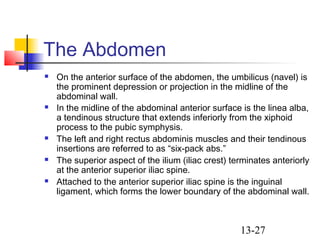 13-27
The Abdomen
 On the anterior surface of the abdomen, the umbilicus (navel) is
the prominent depression or projection in the midline of the
abdominal wall.
 In the midline of the abdominal anterior surface is the linea alba,
a tendinous structure that extends inferiorly from the xiphoid
process to the pubic symphysis.
 The left and right rectus abdominis muscles and their tendinous
insertions are referred to as “six-pack abs.”
 The superior aspect of the ilium (iliac crest) terminates anteriorly
at the anterior superior iliac spine.
 Attached to the anterior superior iliac spine is the inguinal
ligament, which forms the lower boundary of the abdominal wall.
 