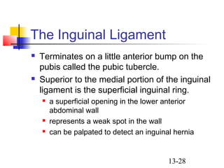 13-28
The Inguinal Ligament
 Terminates on a little anterior bump on the
pubis called the pubic tubercle.
 Superior to the medial portion of the inguinal
ligament is the superficial inguinal ring.
 a superficial opening in the lower anterior
abdominal wall
 represents a weak spot in the wall
 can be palpated to detect an inguinal hernia
 