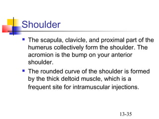 13-35
Shoulder
 The scapula, clavicle, and proximal part of the
humerus collectively form the shoulder. The
acromion is the bump on your anterior
shoulder.
 The rounded curve of the shoulder is formed
by the thick deltoid muscle, which is a
frequent site for intramuscular injections.
 