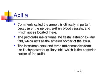 13-36
Axilla
 Commonly called the armpit, is clinically important
because of the nerves, axillary blood vessels, and
lymph nodes located there.
 The pectoralis major forms the fleshy anterior axillary
fold, which acts as the anterior border of the axilla.
 The latissimus dorsi and teres major muscles form
the fleshy posterior axillary fold, which is the posterior
border of the axilla.
 