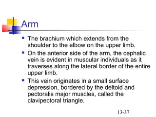 13-37
Arm
 The brachium which extends from the
shoulder to the elbow on the upper limb.
 On the anterior side of the arm, the cephalic
vein is evident in muscular individuals as it
traverses along the lateral border of the entire
upper limb.
 This vein originates in a small surface
depression, bordered by the deltoid and
pectoralis major muscles, called the
clavipectoral triangle.
 