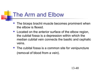 13-40
The Arm and Elbow
 The biceps brachii muscle becomes prominent when
the elbow is flexed.
 Located on the anterior surface of the elbow region,
the cubital fossa is a depression within which the
median cubital vein connects the basilic and cephalic
veins.
 The cubital fossa is a common site for venipuncture
(removal of blood from a vein).
 