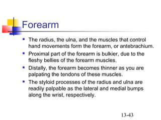 13-43
Forearm
 The radius, the ulna, and the muscles that control
hand movements form the forearm, or antebrachium.
 Proximal part of the forearm is bulkier, due to the
fleshy bellies of the forearm muscles.
 Distally, the forearm becomes thinner as you are
palpating the tendons of these muscles.
 The styloid processes of the radius and ulna are
readily palpable as the lateral and medial bumps
along the wrist, respectively.
 