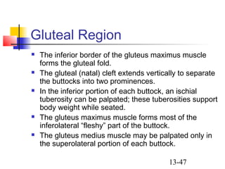 13-47
Gluteal Region
 The inferior border of the gluteus maximus muscle
forms the gluteal fold.
 The gluteal (natal) cleft extends vertically to separate
the buttocks into two prominences.
 In the inferior portion of each buttock, an ischial
tuberosity can be palpated; these tuberosities support
body weight while seated.
 The gluteus maximus muscle forms most of the
inferolateral “fleshy” part of the buttock.
 The gluteus medius muscle may be palpated only in
the superolateral portion of each buttock.
 