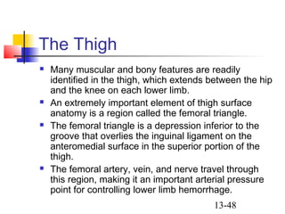 13-48
The Thigh
 Many muscular and bony features are readily
identified in the thigh, which extends between the hip
and the knee on each lower limb.
 An extremely important element of thigh surface
anatomy is a region called the femoral triangle.
 The femoral triangle is a depression inferior to the
groove that overlies the inguinal ligament on the
anteromedial surface in the superior portion of the
thigh.
 The femoral artery, vein, and nerve travel through
this region, making it an important arterial pressure
point for controlling lower limb hemorrhage.
 
