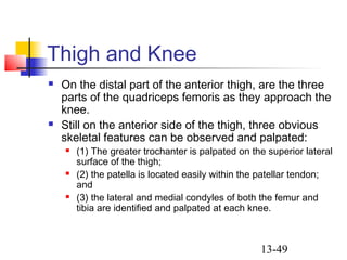 13-49
Thigh and Knee
 On the distal part of the anterior thigh, are the three
parts of the quadriceps femoris as they approach the
knee.
 Still on the anterior side of the thigh, three obvious
skeletal features can be observed and palpated:
 (1) The greater trochanter is palpated on the superior lateral
surface of the thigh;
 (2) the patella is located easily within the patellar tendon;
and
 (3) the lateral and medial condyles of both the femur and
tibia are identified and palpated at each knee.
 