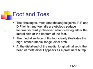 13-56
Foot and Toes
 The phalanges, metatarsophalangeal joints, PIP and
DIP joints, and toenails are obvious surface
landmarks readily observed when viewing either the
lateral side or the dorsum of the foot.
 The medial surface of the foot clearly illustrates the
high, arched medial longitudinal arch.
 At the distal end of the medial longitudinal arch, the
head of metatarsal I appears as a prominent bump.
 