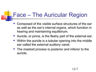 13-7
Face – The Auricular Region
 Composed of the visible surface structures of the ear
as well as the ear’s internal organs, which function in
hearing and maintaining equilibrium.
 Auricle, or pinna, is the fleshy part of the external ear.
 Within the auricle is a tubular opening into the middle
ear called the external auditory canal.
 The mastoid process is posterior and inferior to the
auricle.
 