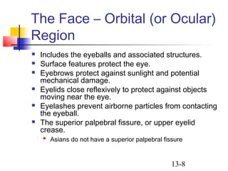 13-8
The Face – Orbital (or Ocular)
Region
 Includes the eyeballs and associated structures.
 Surface features protect the eye.
 Eyebrows protect against sunlight and potential
mechanical damage.
 Eyelids close reflexively to protect against objects
moving near the eye.
 Eyelashes prevent airborne particles from contacting
the eyeball.
 The superior palpebral fissure, or upper eyelid
crease.

Asians do not have a superior palpebral fissure
 