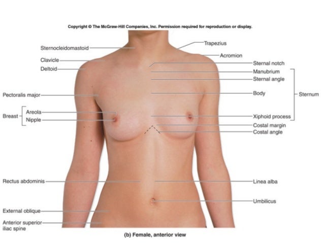 surface anatomy surface anatomy