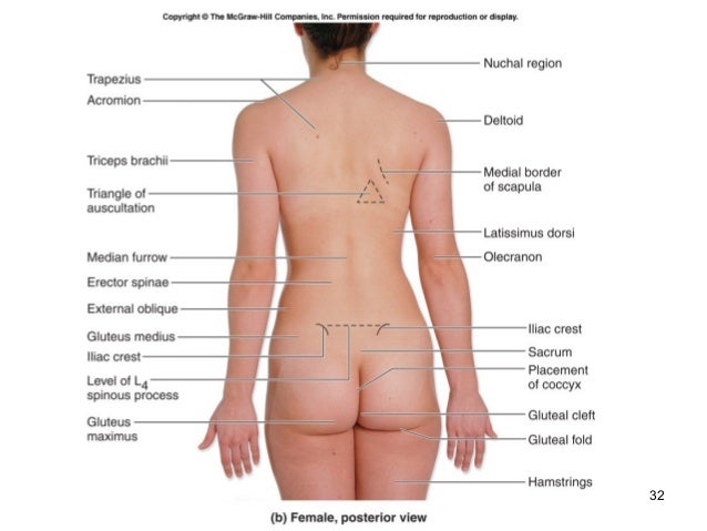 surface anatomy surface anatomy