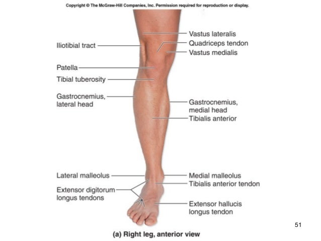 Posterior Knee Surface Anatomy - Human Anatomy