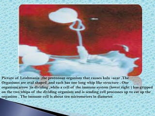 Picture of Leishmania ,the protozoan organism that causes kala –azar .The
Organisms are oval shaped ,and each has one long whip like structure . One
organism(arrow )is dividing ,while a cell of the immune system (lower right ) has gripped
on the two whips of the dividing organism and is sending cell processes up to eat up the
organism . The immune cell is about ten micrometers in diameter.
 