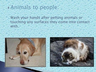  Animals to people:
Wash your hands after petting animals or
touching any surfaces they come into contact
with.
 