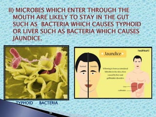 TYPHOID BACTERIA
 