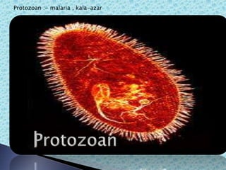 Protozoan :- malaria , kala-azar
 