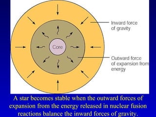 A star becomes stable when the outward forces of
expansion from the energy released in nuclear fusion
reactions balance the inward forces of gravity.
 