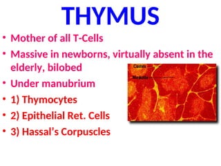 THYMUS
• Mother of all T-Cells
• Massive in newborns, virtually absent in the
elderly, bilobed
• Under manubrium
• 1) Thymocytes
• 2) Epithelial Ret. Cells
• 3) Hassal’s Corpuscles
 