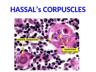 HASSAL’s CORPUSCLES
 
