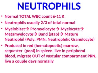 NEUTROPHILS
• Normal TOTAL WBC count 6-11 K
• Neutrophils usually 2/3 of total normal
• Myeloblast Promyelocyte Myelocyte
Metamyelocyte Band (stab) Mature
Neutrophil (Poly, PMN, Neutrophilic Granulocyte)
• Produced in red (hematopoetic) marrow,
sequester (pool) in spleen, live in peripheral
blood, migrate OUT of vascular compartment PRN,
live a couple days normally
 