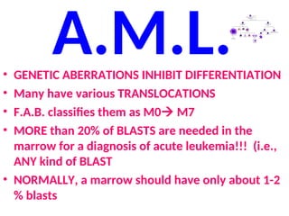 A.M.L.
• GENETIC ABERRATIONS INHIBIT DIFFERENTIATION
• Many have various TRANSLOCATIONS
• F.A.B. classifies them as M0 M7
• MORE than 20% of BLASTS are needed in the
marrow for a diagnosis of acute leukemia!!! (i.e.,
ANY kind of BLAST
• NORMALLY, a marrow should have only about 1-2
% blasts
 