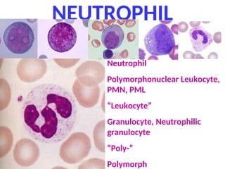 NEUTROPHIL
Neutrophil
Polymorphonuclear Leukocyte,
PMN, PML
“Leukocyte”
Granulocyte, Neutrophilic
granulocyte
“Poly-”
Polymorph
 