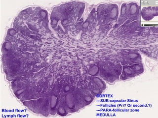 CORTEX
---SUB-capsular Sinus
---Follicles (Pri? Or second.?)
---PARA-follicular zone
MEDULLA
Blood flow?
Lymph flow?
 