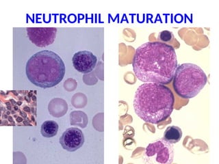 NEUTROPHIL MATURATION
 