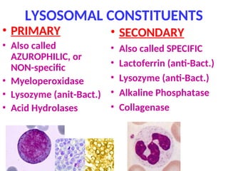 LYSOSOMAL CONSTITUENTS
• PRIMARY
• Also called
AZUROPHILIC, or
NON-specific
• Myeloperoxidase
• Lysozyme (anit-Bact.)
• Acid Hydrolases
• SECONDARY
• Also called SPECIFIC
• Lactoferrin (anti-Bact.)
• Lysozyme (anti-Bact.)
• Alkaline Phosphatase
• Collagenase
 