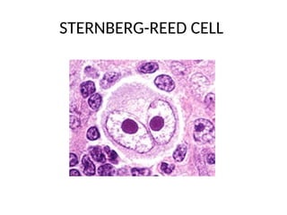 STERNBERG-REED CELL
 
