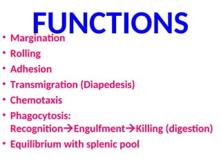 FUNCTIONS
• Margination
• Rolling
• Adhesion
• Transmigration (Diapedesis)
• Chemotaxis
• Phagocytosis:
RecognitionEngulfmentKilling (digestion)
• Equilibrium with splenic pool
 