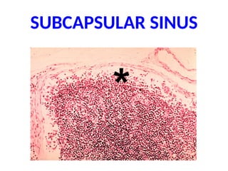 SUBCAPSULAR SINUS
*
 