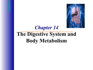 Chapter 14 The Digestive System and Body Metabolism 