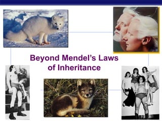 AP Biology 2006-2007
Beyond Mendel’s Laws
of Inheritance
 