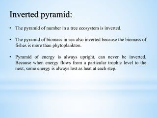 Inverted pyramid:
• The pyramid of number in a tree ecosystem is inverted.
• The pyramid of biomass in sea also inverted because the biomass of
fishes is more than phytoplankton.
• Pyramid of energy is always upright, can never be inverted.
Because when energy flows from a particular trophic level to the
next, some energy is always lost as heat at each step.
 