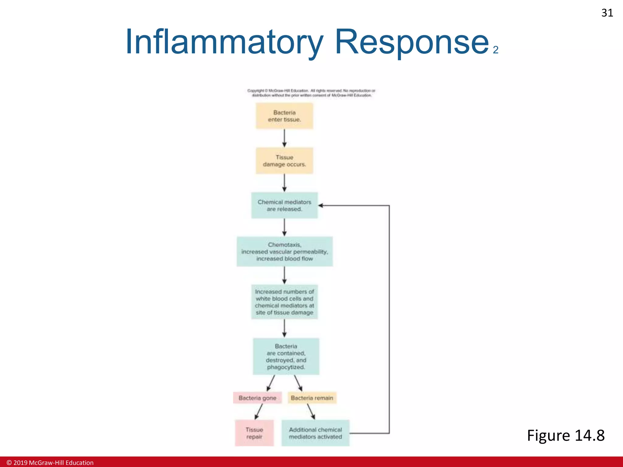 Ch14 lecture ppt_a | PPTX | Ear, Nose and Throat Conditions | Diseases ...