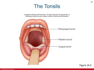© 2019 McGraw-Hill Education
11
The Tonsils
Figure 14.3
 