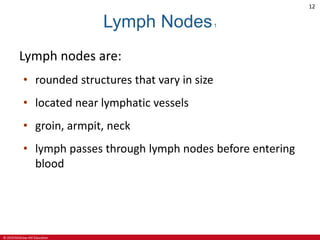 © 2019 McGraw-Hill Education
12
Lymph Nodes1
Lymph nodes are:
• rounded structures that vary in size
• located near lymphatic vessels
• groin, armpit, neck
• lymph passes through lymph nodes before entering
blood
 