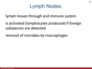 © 2019 McGraw-Hill Education
13
Lymph Nodes2
lymph moves through and immune system
is activated (lymphocytes produced) if foreign
substances are detected
removal of microbes by macrophages
 