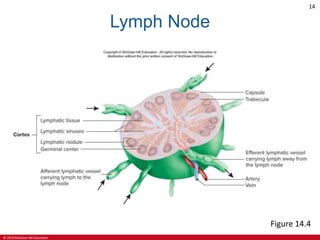© 2019 McGraw-Hill Education
14
Lymph Node
Figure 14.4
 