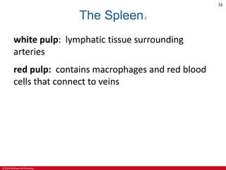 © 2019 McGraw-Hill Education
16
The Spleen2
white pulp: lymphatic tissue surrounding
arteries
red pulp: contains macrophages and red blood
cells that connect to veins
 