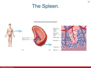 © 2019 McGraw-Hill Education
17
The Spleen3
 