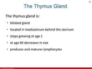 © 2019 McGraw-Hill Education
18
The Thymus Gland1
The thymus gland is:
• bilobed gland
• located in mediastinum behind the sternum
• stops growing at age 1
• at age 60 decreases in size
• produces and matures lymphocytes
 