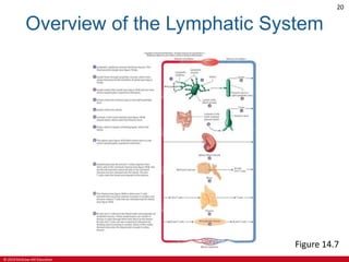 © 2019 McGraw-Hill Education
20
Overview of the Lymphatic System
Figure 14.7
 