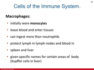 © 2019 McGraw-Hill Education
28
Cells of the Immune System3
Macrophages:
• initially were monocytes
• leave blood and enter tissues
• can ingest more than neutrophils
• protect lymph in lymph nodes and blood in
• spleen and liver
• given specific names for certain areas of body
(Kupffer cells in liver)
 