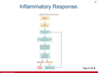 © 2019 McGraw-Hill Education
31
Inflammatory Response2
Figure 14.8
 